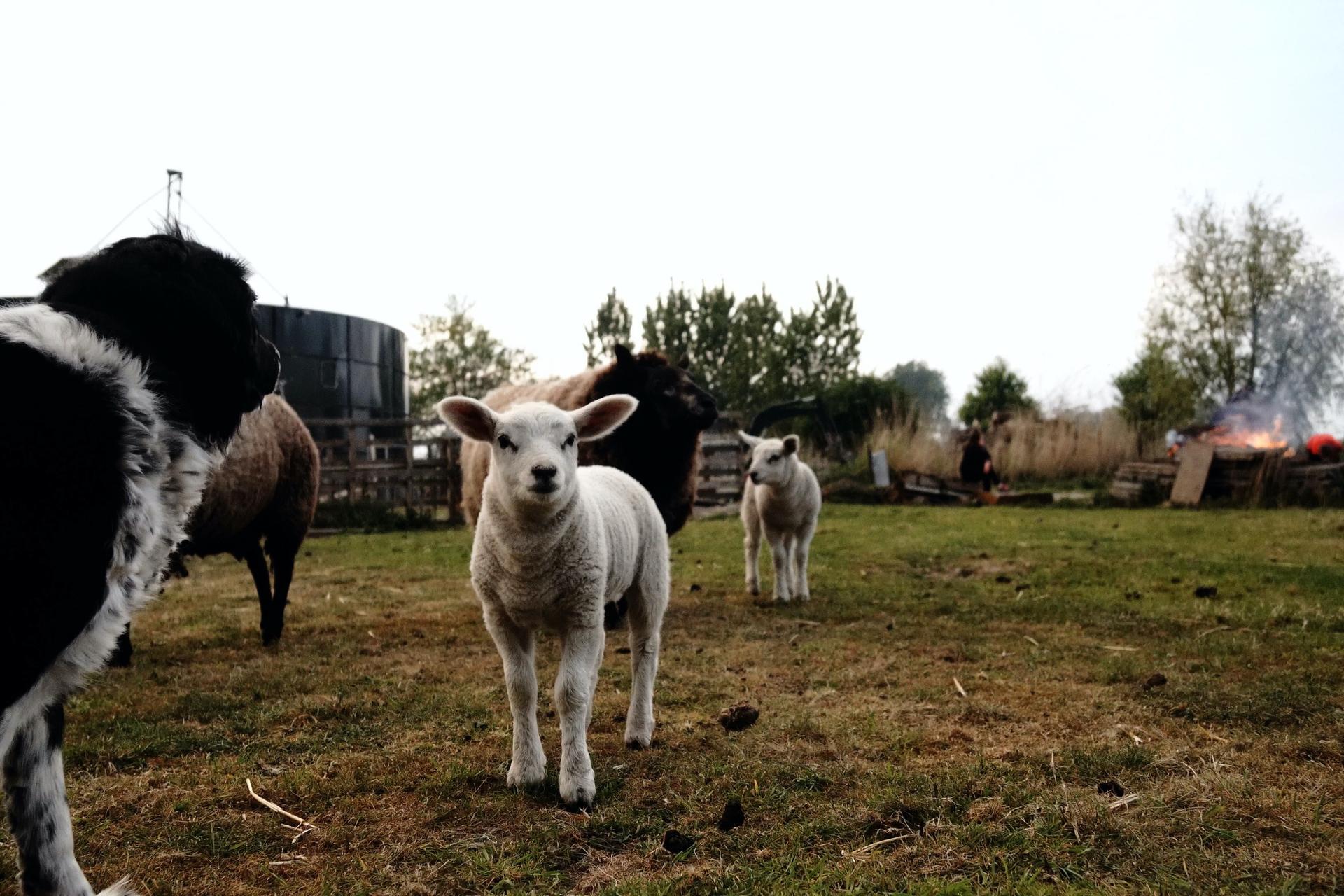 Witte Haan